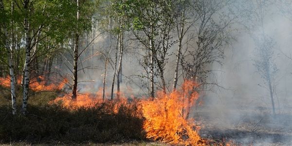 Erster großer Waldbrand frisst sich durch Munitions-Gelände