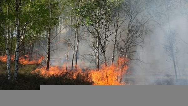 Erster großer Waldbrand frisst sich durch Munitions-Gelände