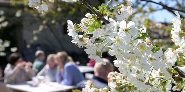 Baumblütenfest in Werder zieht Zehntausende Besucher an