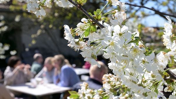Baumblütenfest in Werder zieht Zehntausende Besucher an