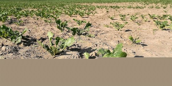 DIW: Klimasorgen der Deutschen steigen - aber unter 80er-Umweltangst