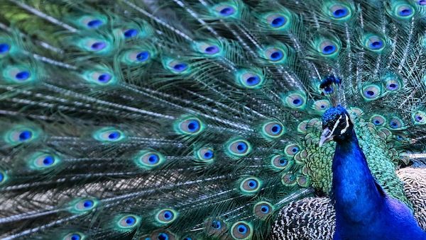 Pfau besetzt Lieferwagen mitten in Berlin-Spandau