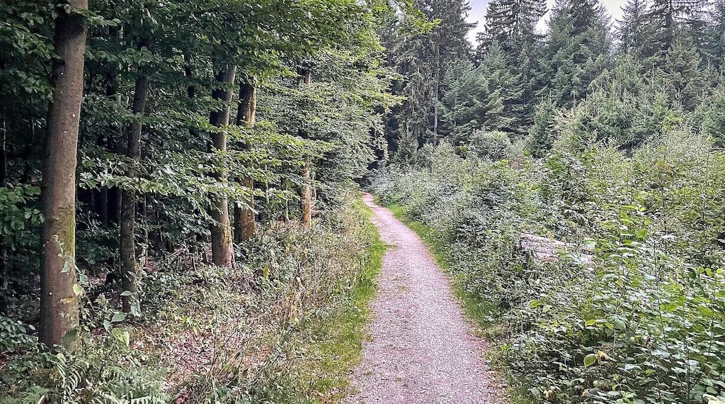 Bekämpfung von Eichenprozessionsspinnern im Landkreis Prignitz beginnt