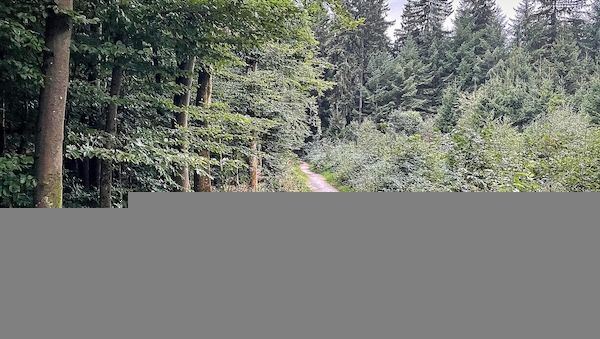 Bekämpfung von Eichenprozessionsspinnern im Landkreis Prignitz beginnt
