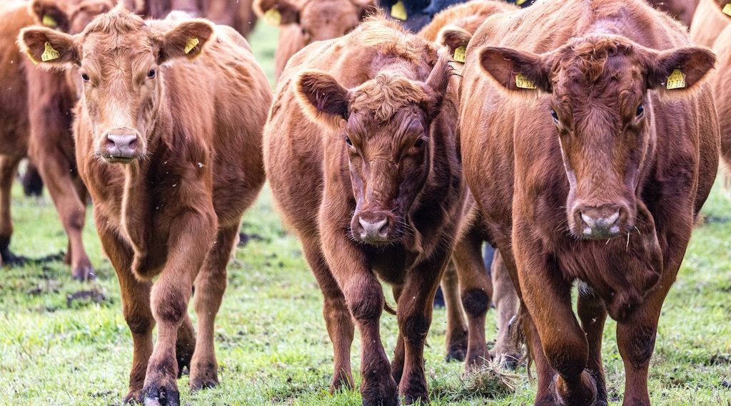 Schon wieder Rinder in Südbrandenburg gestohlen