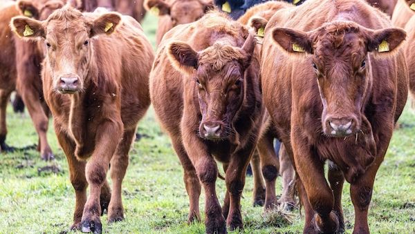 Schon wieder Rinder in Südbrandenburg gestohlen