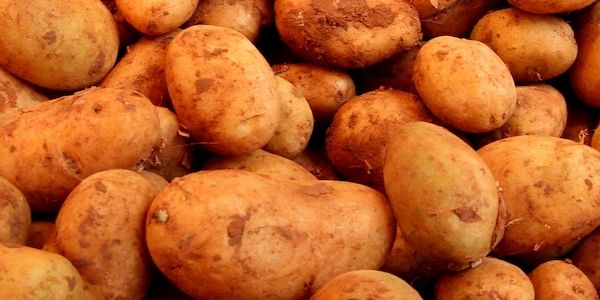 Landwirtschaftliche Erzeugerpreise im März deutlich gesunken