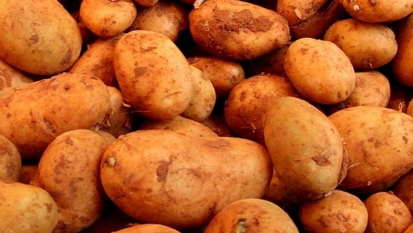 Landwirtschaftliche Erzeugerpreise im März deutlich gesunken
