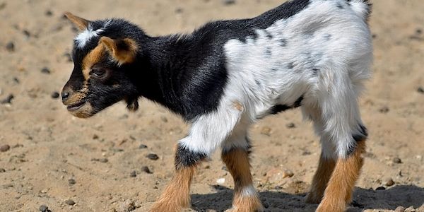 Tierische Fälle vor Gericht