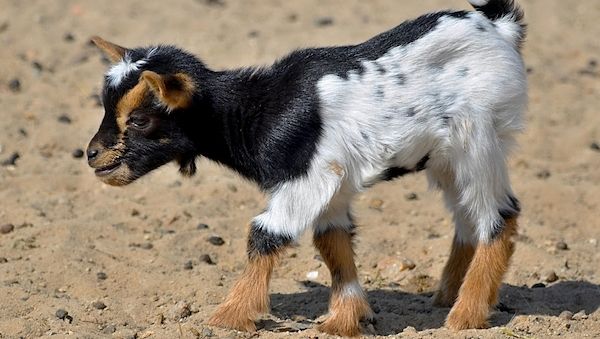Tierische Fälle vor Gericht