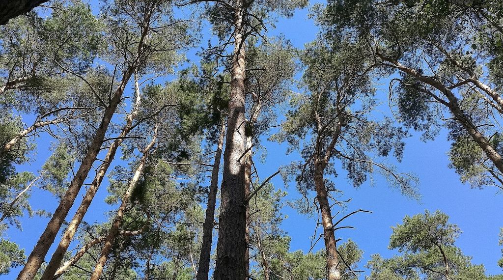 Waldzustand in Deutschland bleibt kritisch