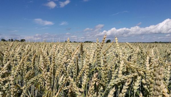 Getreideanbaufläche stabilisiert sich weiter