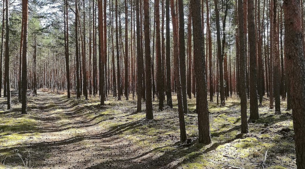 Waldzustand hat sich stabilisiert
