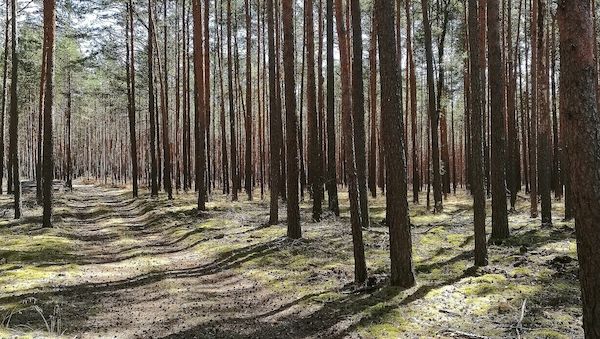 Waldzustand hat sich stabilisiert