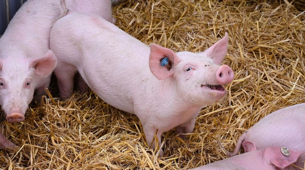 Bayern setzt Tierwohlprogramm BayProTier fort – Antragstellung startet am 1. Juni