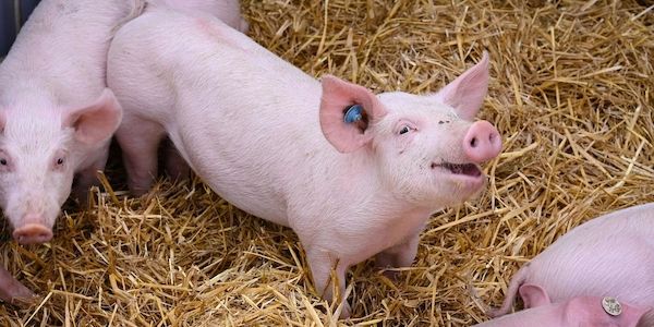 Bayern setzt Tierwohlprogramm BayProTier fort – Antragstellung startet am 1. Juni