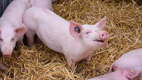 Bayern setzt Tierwohlprogramm BayProTier fort – Antragstellung startet am 1. Juni