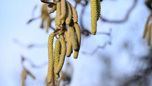 Kaum Pausen für Allergiker - Intensiver Start in Pollensaison
