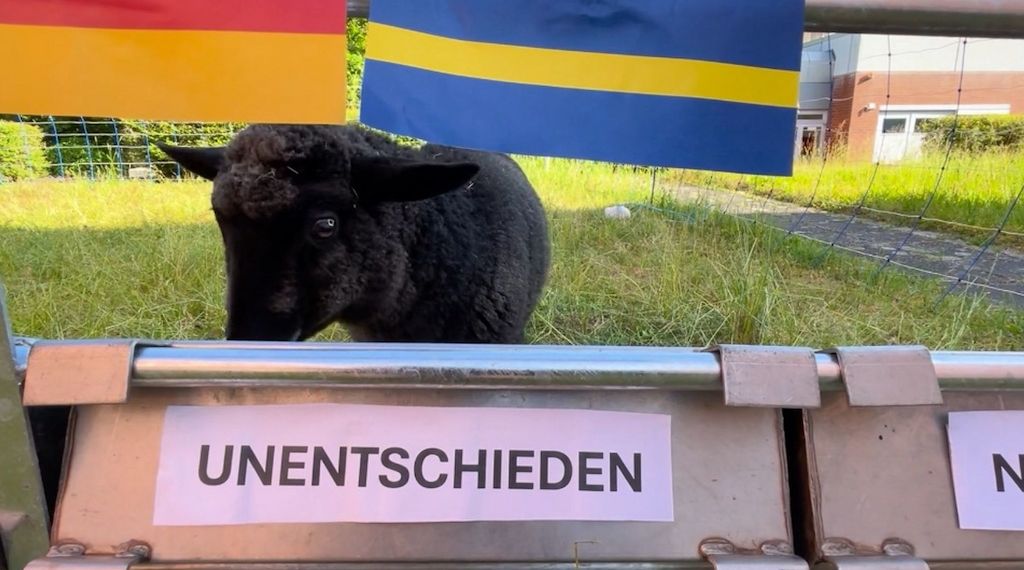 Schaf Tina tippt auf Unentschieden bei Deutschland-Spiel