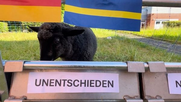 Schaf Tina tippt auf Unentschieden bei Deutschland-Spiel