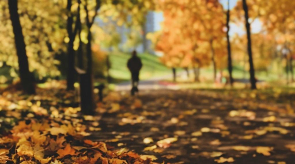 Herbstlaub: Wer fegt, wenn die Blätter fallen? 