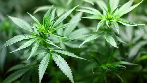 Cannabis: Vom verbotenen Kraut zur Balkonpflanze
