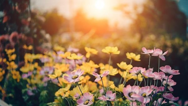 ARAG Experten: Die Regelungen für die Gartengestaltung