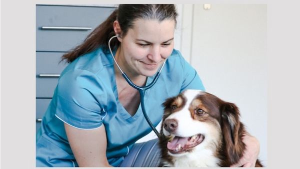 Verzweifelte Dauertherapien: Wenn Haustiere keine Besserung finden