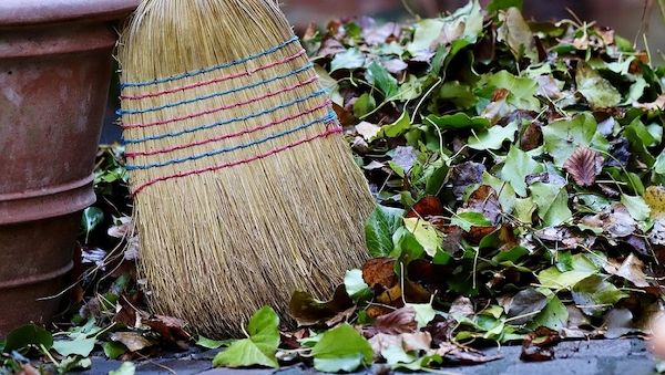 Streit mit dem Nachbar wegen Laub und was man wissen sollte