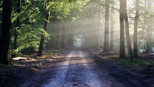 ARAG: Es gibt auch Wald Regeln - Die Waldtage vom 15. bis 17. September
