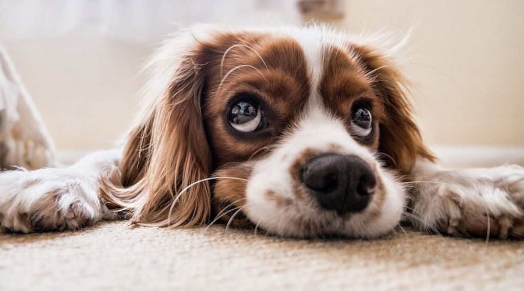 Der Hund gilt als bester Freund und treuer Gefährte des Menschen
