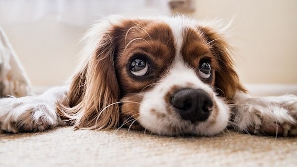 Der Hund gilt als bester Freund und treuer Gefährte des Menschen