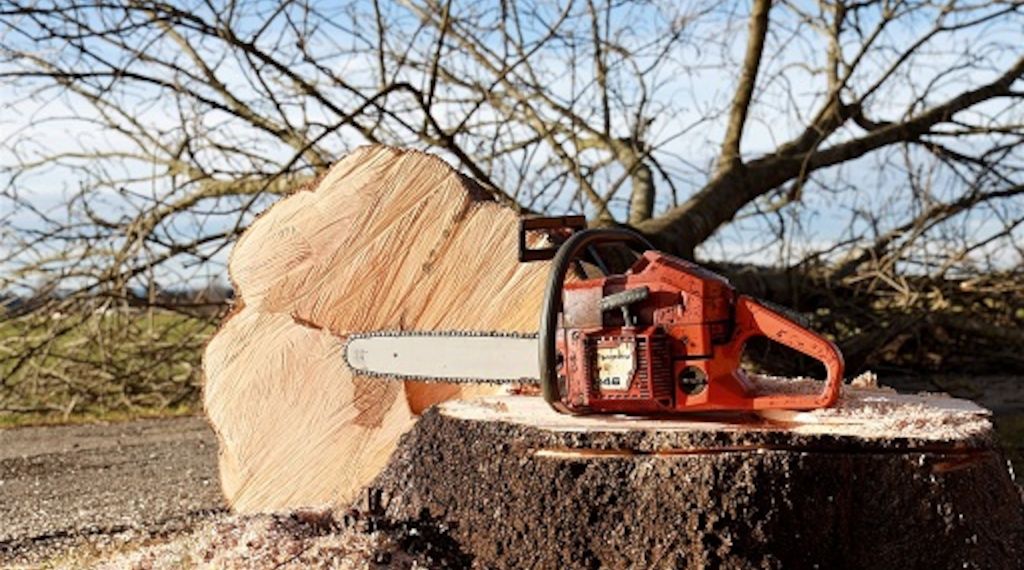 ARAG: Darf ich einen Baum in meinem Garten fällen? 