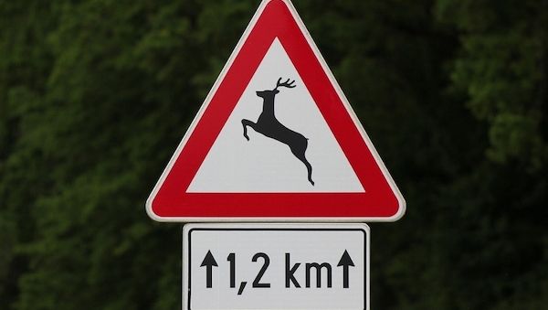 ARAG: Wildunfälle-&nbsp;Was jeder Autofahrer beherzigen sollte