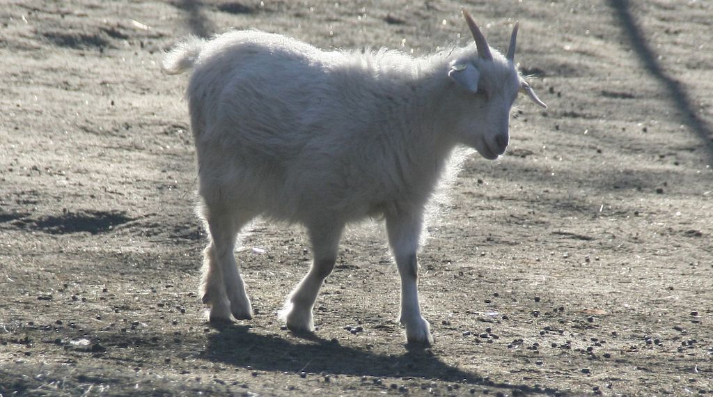 Tierschutzbund pocht auf Stopp von Tiertransporten bei Hitze