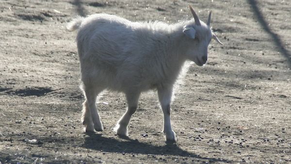 Tierschutzbund pocht auf Stopp von Tiertransporten bei Hitze