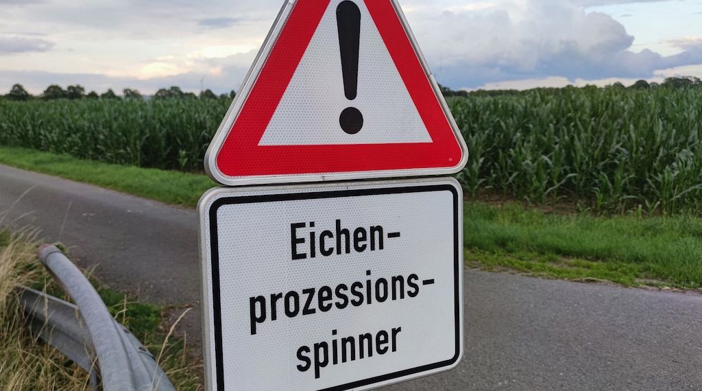 Ministerium: Gifteinsatz gegen Eichenprozessionsspinner möglich