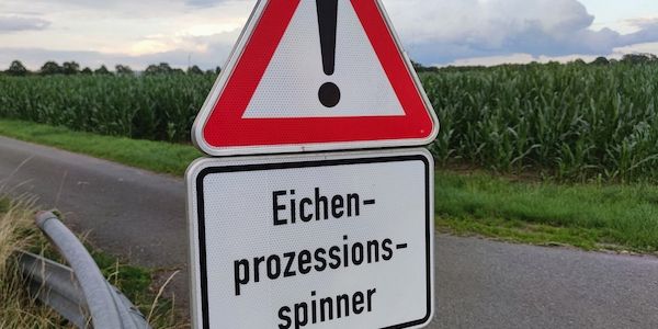 Ministerium: Gifteinsatz gegen Eichenprozessionsspinner möglich