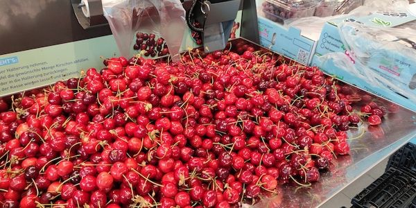 Überdurchschnittliche Kirschenernte erwartet