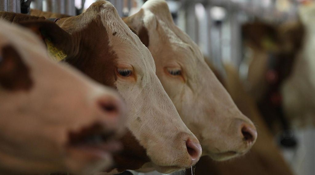 NRW verzeichnet Rückgang der Milchkuhhaltungen bei steigender Tierzahl