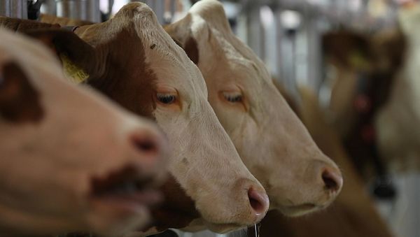 NRW verzeichnet Rückgang der Milchkuhhaltungen bei steigender Tierzahl