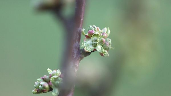 Kirschernte in NRW fällt 2026 voraussichtlich um 16,3 Prozent geringer aus