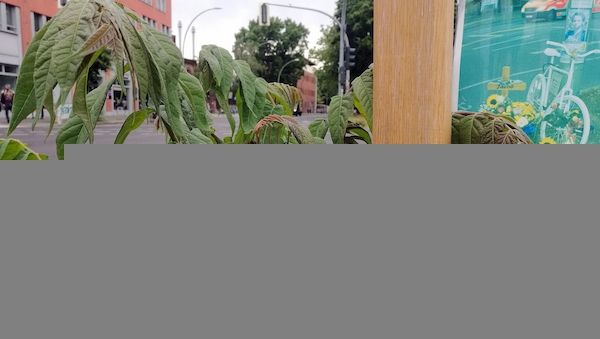 Wieder mehr Verkehrstote in Deutschland