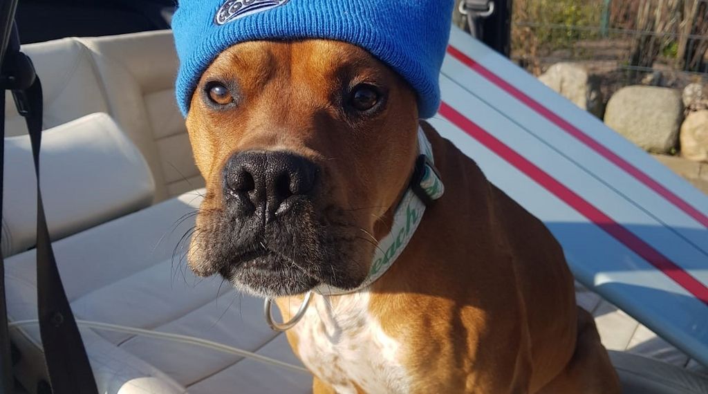Hund bei Hitze im Auto: Was Halter und Helfer wissen müssen
