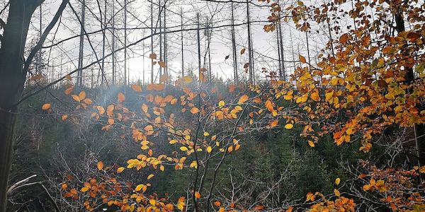 Studie: Bäume sterben in Europa zunehmend verfrüht ab