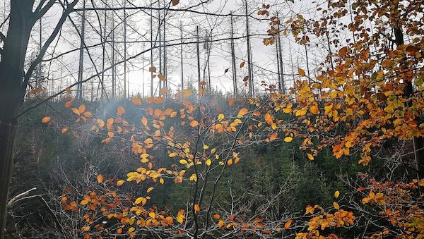 Studie: Bäume sterben in Europa zunehmend verfrüht ab
