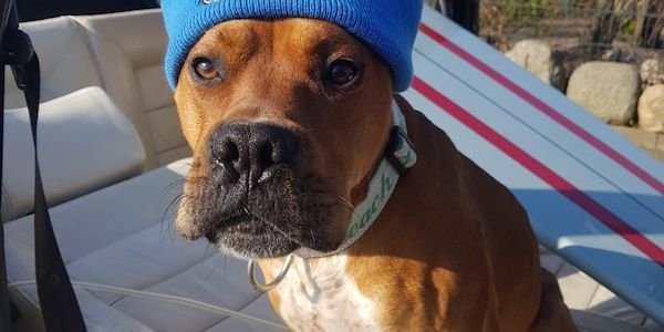 Hund bei Hitze im Auto: Was Halter und Helfer wissen müssen