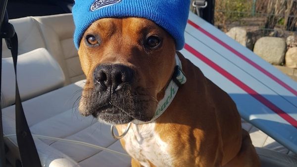 Hund bei Hitze im Auto: Was Halter und Helfer wissen müssen