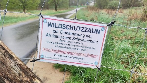 Afrikanische Schweinepest im Landkreis Uckermark festgestellt
