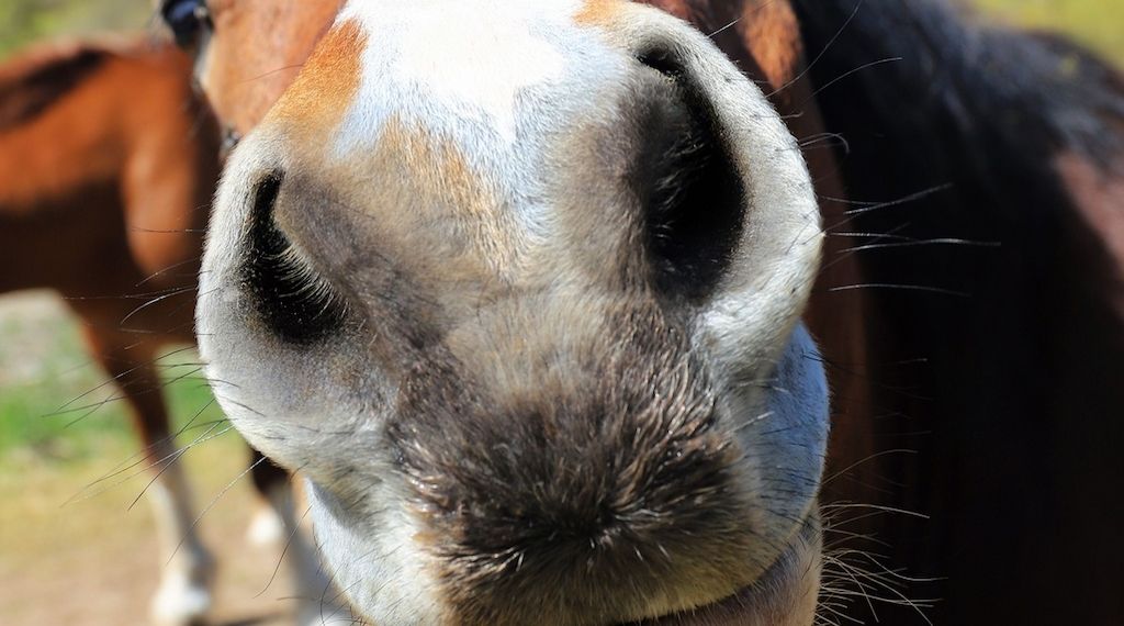 Wenn das Pferd zum Rechtsfall wird